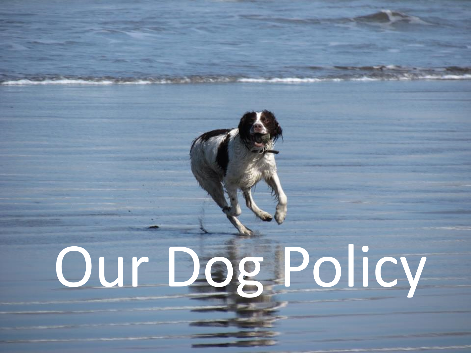 Dog policy